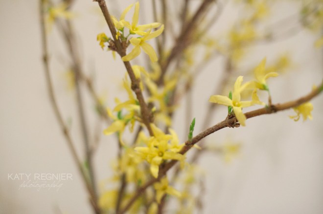 Project 365 on Permanent Riot by Katy Regnier photography