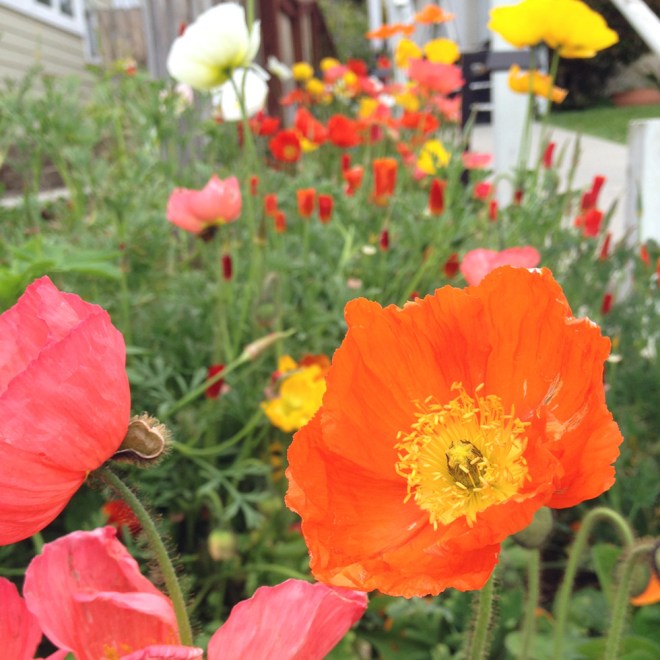 project 365 on Permanent Riot by Katy Regnier photography