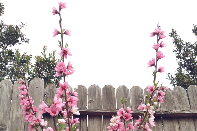 Thoughts on spring and new growth - Permanent Riot - a blog by Katy Regnier