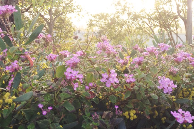 Thoughts on spring and new growth - Permanent Riot - a blog by Katy Regnier